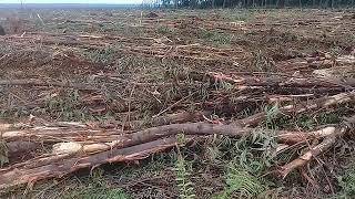 Lokasi kerja di PT RAPP, teluk meranti riau