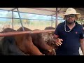 How to feed 1200 cattle yr in a dry areacattle feedlot