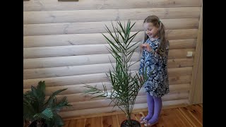 Финиковая пальма из косточки Финиковая пальма из косточки