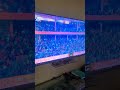 IPL in Dhurandhar style #trending #ipl #cricket #viral #yt #shorts #bcci #india #iplnews #iplmemes