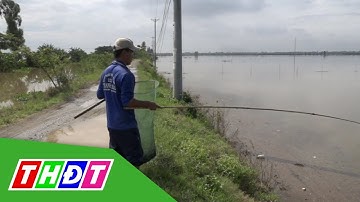 Cận cảnh câu ếch đồng mùa nước nổi | THDT