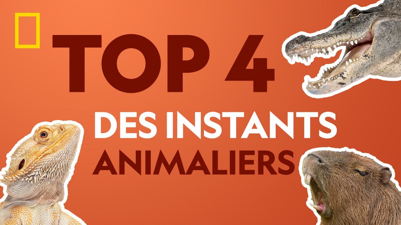 ⁣Top 4 des instants animaliers de nos experts National Geographic Wild | WILD EXPERTS