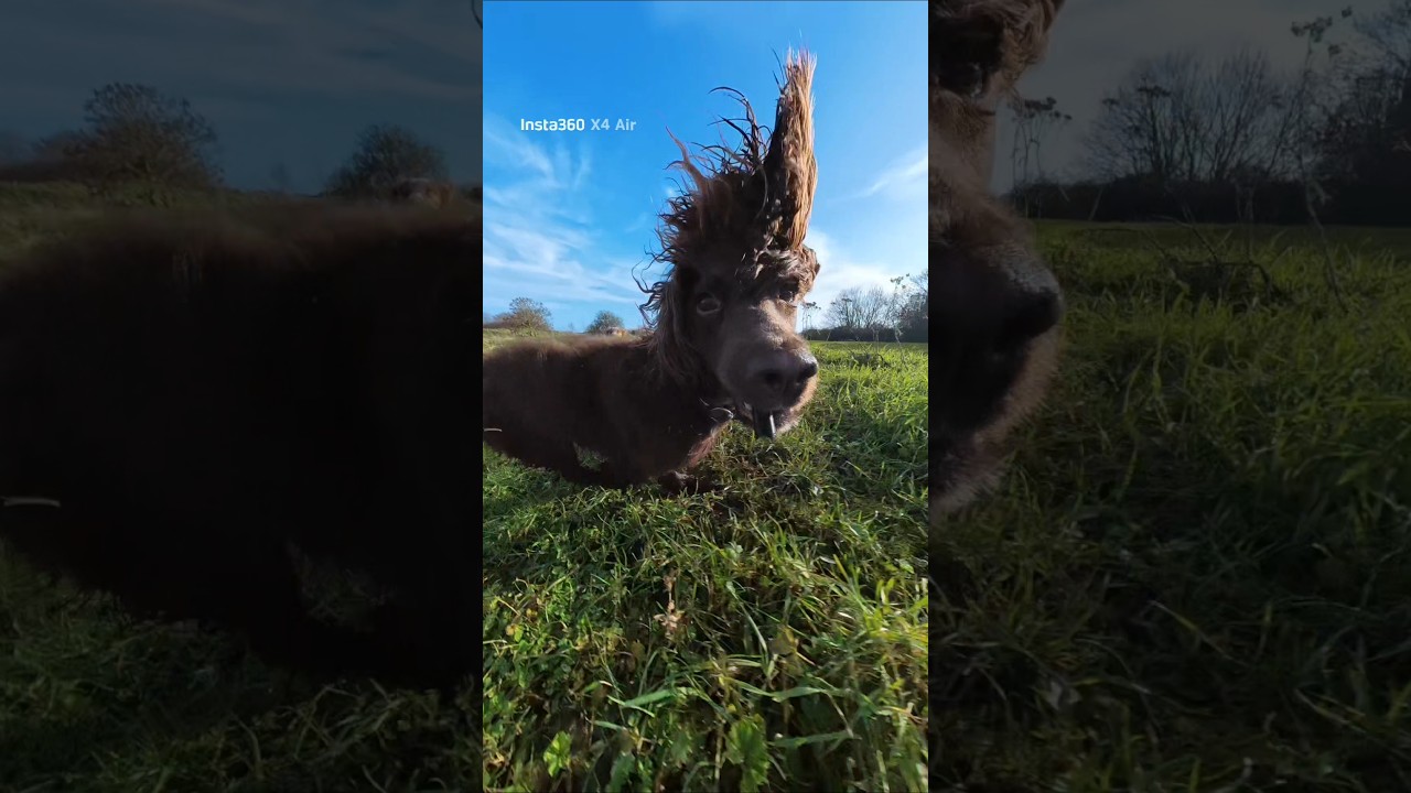 When speed kicks in and the ears go wild 