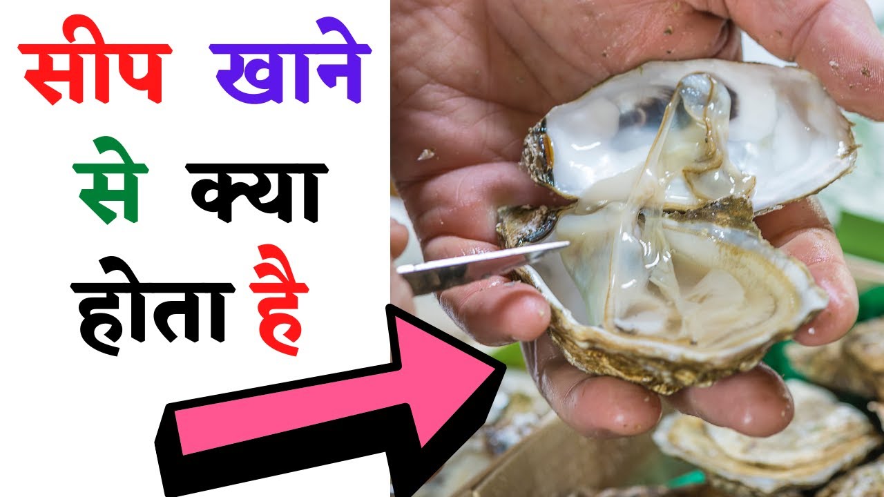 सीप खाने से क्या फायदा होता है ? Health Benefits Of Eating Oysters