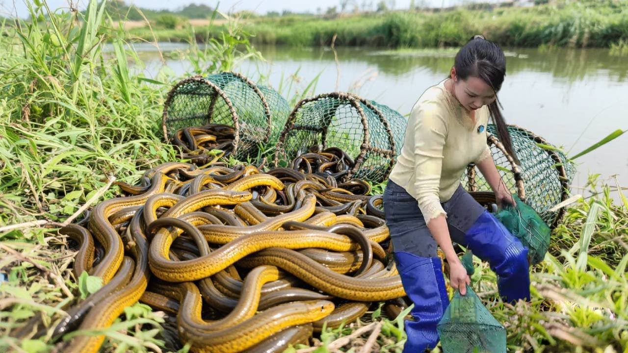 “龙虾塘变黄鳝窝”，惊呆现场见证人！美女直呼暴笼发财啦！！【文杰吖】