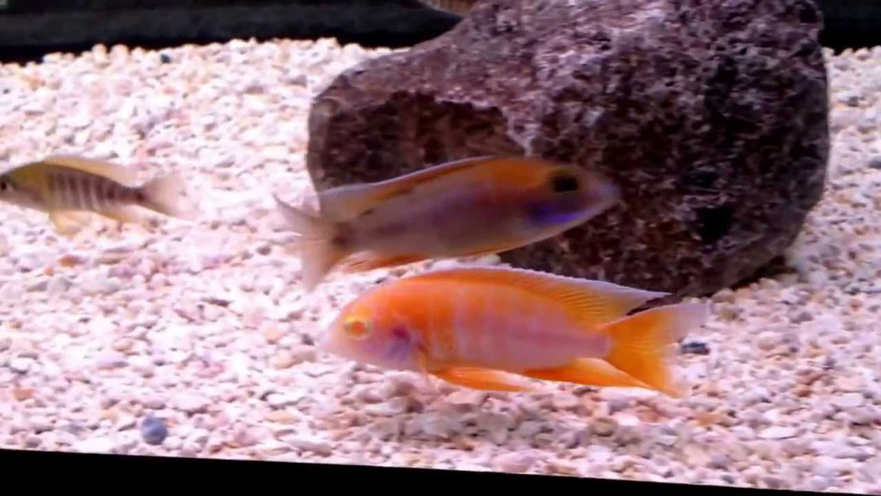 camera iphone 8 plus apk Albino eureka red.