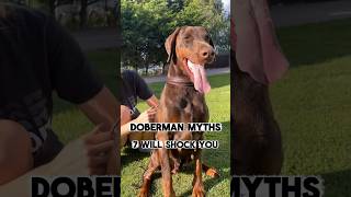 7 Doberman Lies Everyone Believes#shorts #doberman #dobermanfacts #dobermanmyths