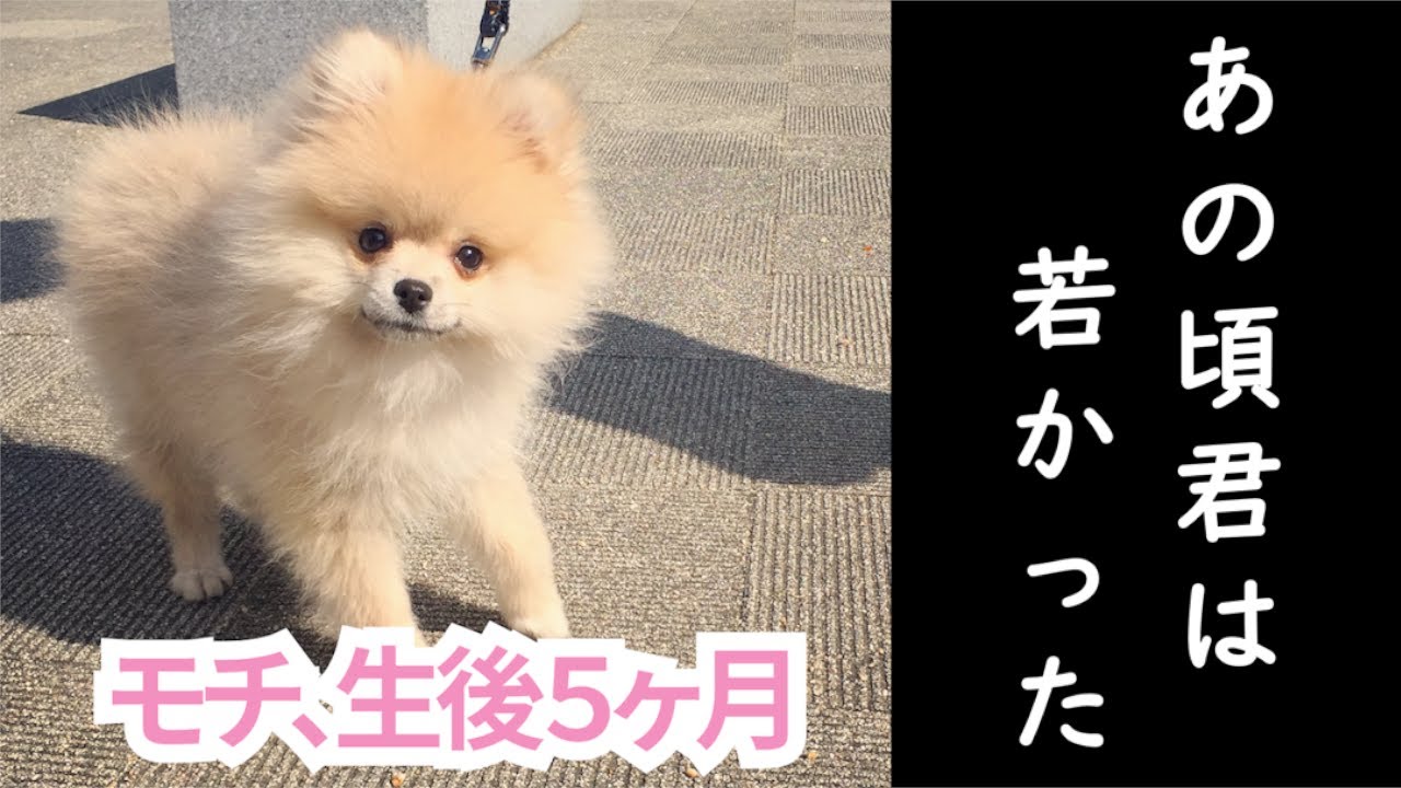 5 month old Mochi【Pomeranian】 - YouTube