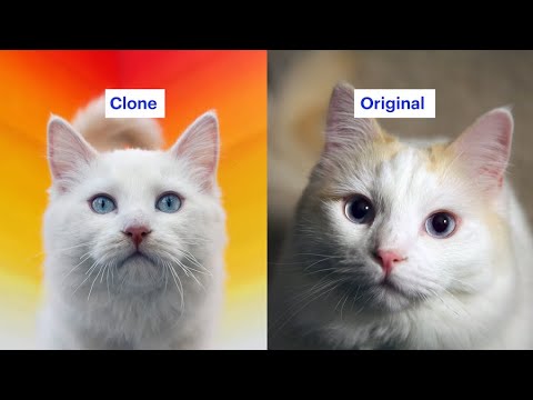 Video: Au animalele de companie clonate aceeași personalitate?