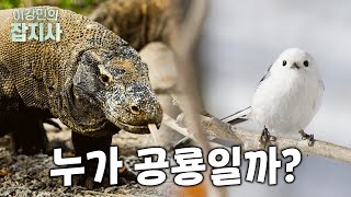 🦕=🐦 공룡은 멸종하지 않았다! 새=공룡입니다. 비둘기랑 닭은 공룡이라고요. screenshot 4