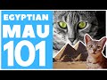 Egyptian mau 101  breed  personality