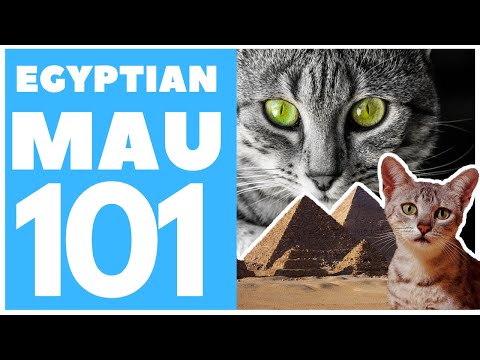 Video: Egyptian Mau: History Of The Breed