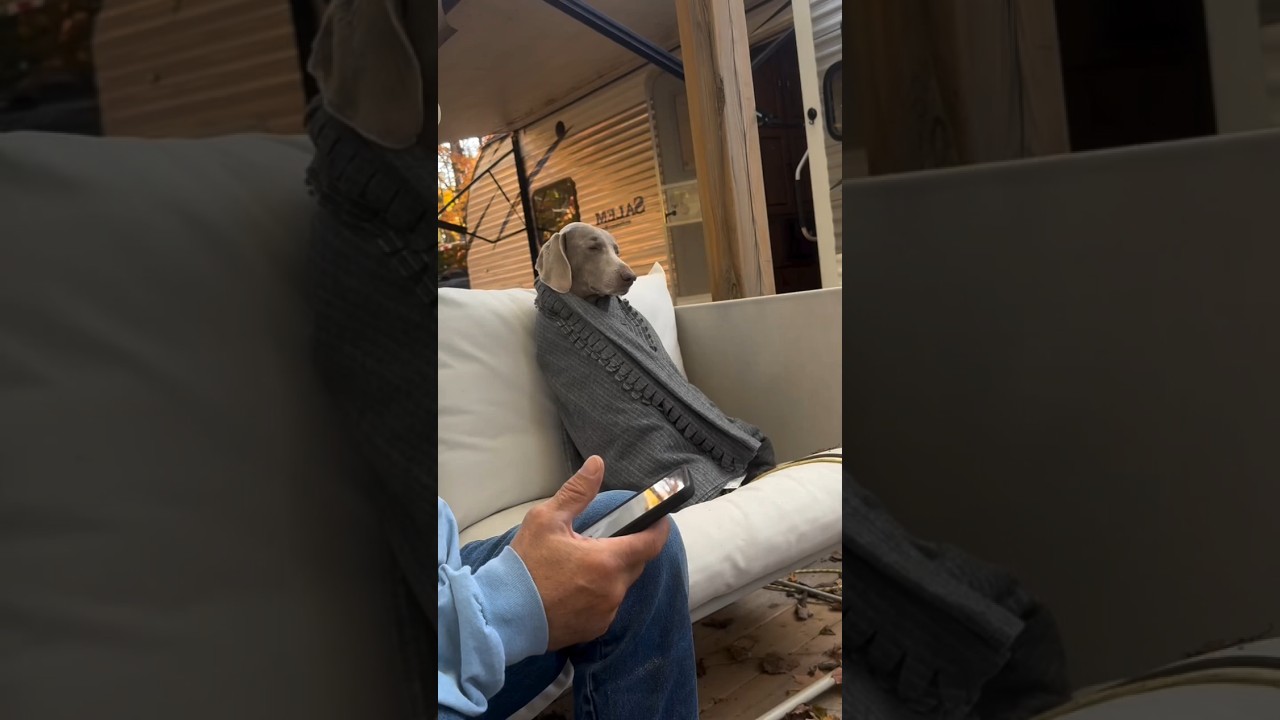 The Weimaraner is an elegant German