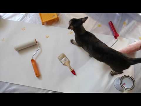 Tikkurila и Кот Оливер