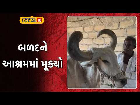 I left the bull at the ashram and couldn't sleep all night | બળદને આશ્રમમાં મૂક્યો | Local18