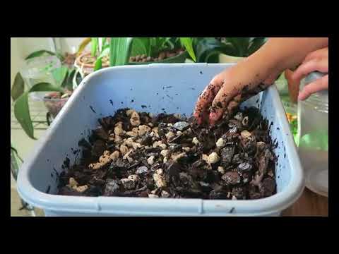 Video: Cómo Preparar Tu Propio Suelo De Orquídeas