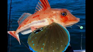 How to rig up for Red Gurnard Fishing (2018)