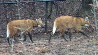 Maned Wolves at the Greensboro Science Center (video 1)