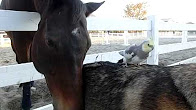 馬と犬とオカメインコ  