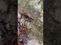 #firesalamander #salamander #wildlife #forest #nature #naturelovers #macro #youtubeshorts #trending