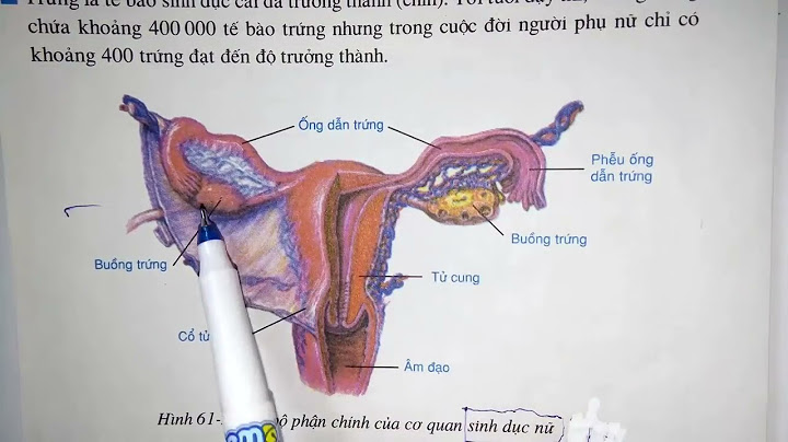 Bộ phận sinh dục nam gọi là gì