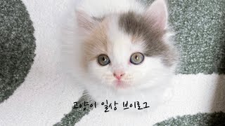 생후 2개월 먼치킨 아기고양이 일상 브이로그ㅣ2 month munchkin kitten vlog by 라라의 하루 Lala's Haru 34,761 views 1 year ago 13 minutes, 23 seconds