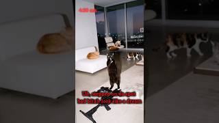 OMG!! BATMAN'S CAT GOT BARS😭🐈‍⬛ #youtubeshorts  #rap  #catvideos