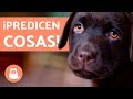 10 cosas que LOS PERROS PREDICEN