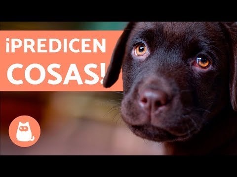 Video: ¿Los Perros Sienten La Muerte De Su Dueño?