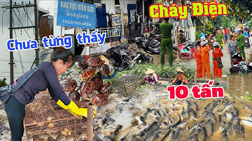 Kinh hoàng đàn cá 10 tấn kéo về biên giới mùa lũ - Chập điện cháy chưa từng thấy Hồng Ngự