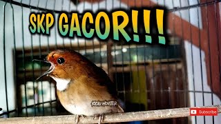 Sikatan Kerongkongan Putih GACOR!! (SKP)