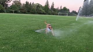 Moby-One And The Most Dangerious Corner In The City Of Vancouver, Washington State And Mobyone