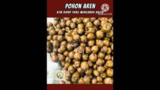 potensi pohon aren yang stiap hari bisa dipanen#cuan#aren#videoviral#viralshorts#viral