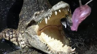 FEEDING A 15 FOOT CROCODILE AT NIGHT!! (SCARY) | BRIAN BARCZYK