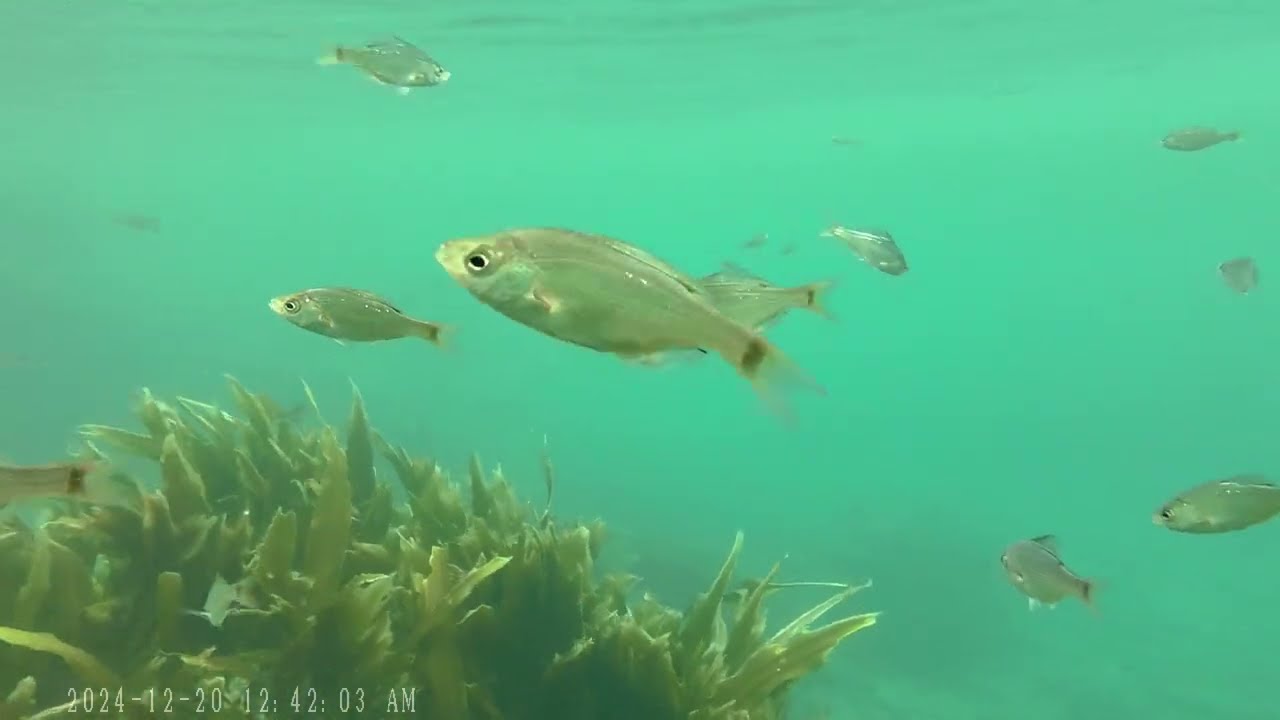 一人でシュノーケル＆素潜り　北海道　余市漁港の磯場　アイナメに何度も出会えました　２０２５年８月２６日 一応4Ｋ