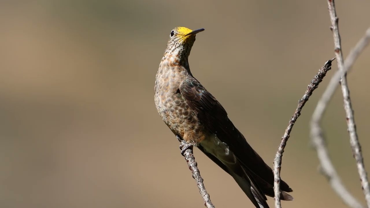 Giant Hummingbird - Colibri Gigante | Birds of Peru