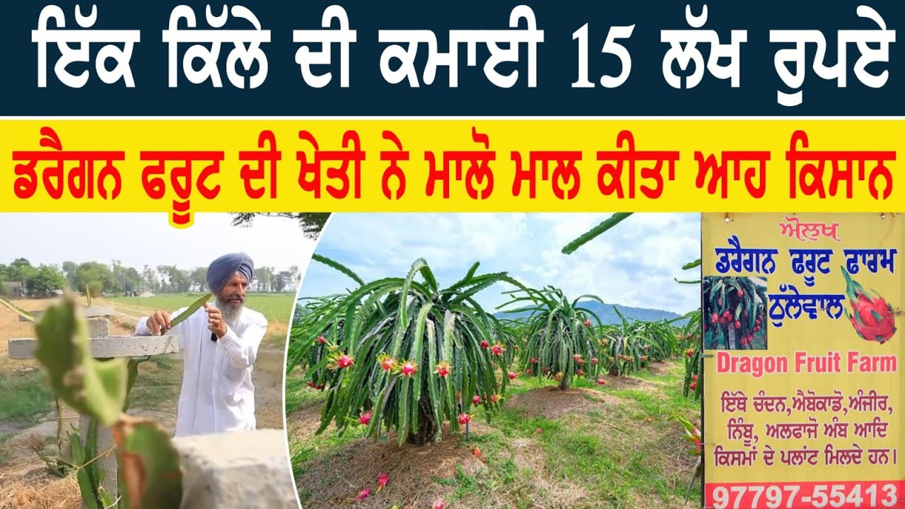 ਇੱਕ ਕਿੱਲੇ ਦੀ ਕਮਾਈ 15 ਲੱਖ ਰੁਪਏ। ਡਰੈਗਨ ਫਰੂਟ ਦੀ ਖੇਤੀ ਨੇ ਮਾਲੋ ਮਾਲ ਕੀਤਾ ਆਹ ਕਿਸਾਨ