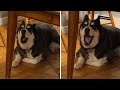 Husky actually sings 'Happy Birthday' in hysterical fashion
