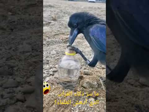 ما سر ذكاء الغراب الذي أدهش العلماء