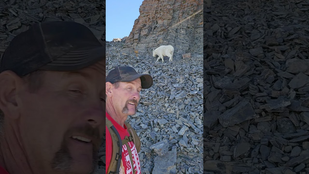 Fun hike while running into goats...