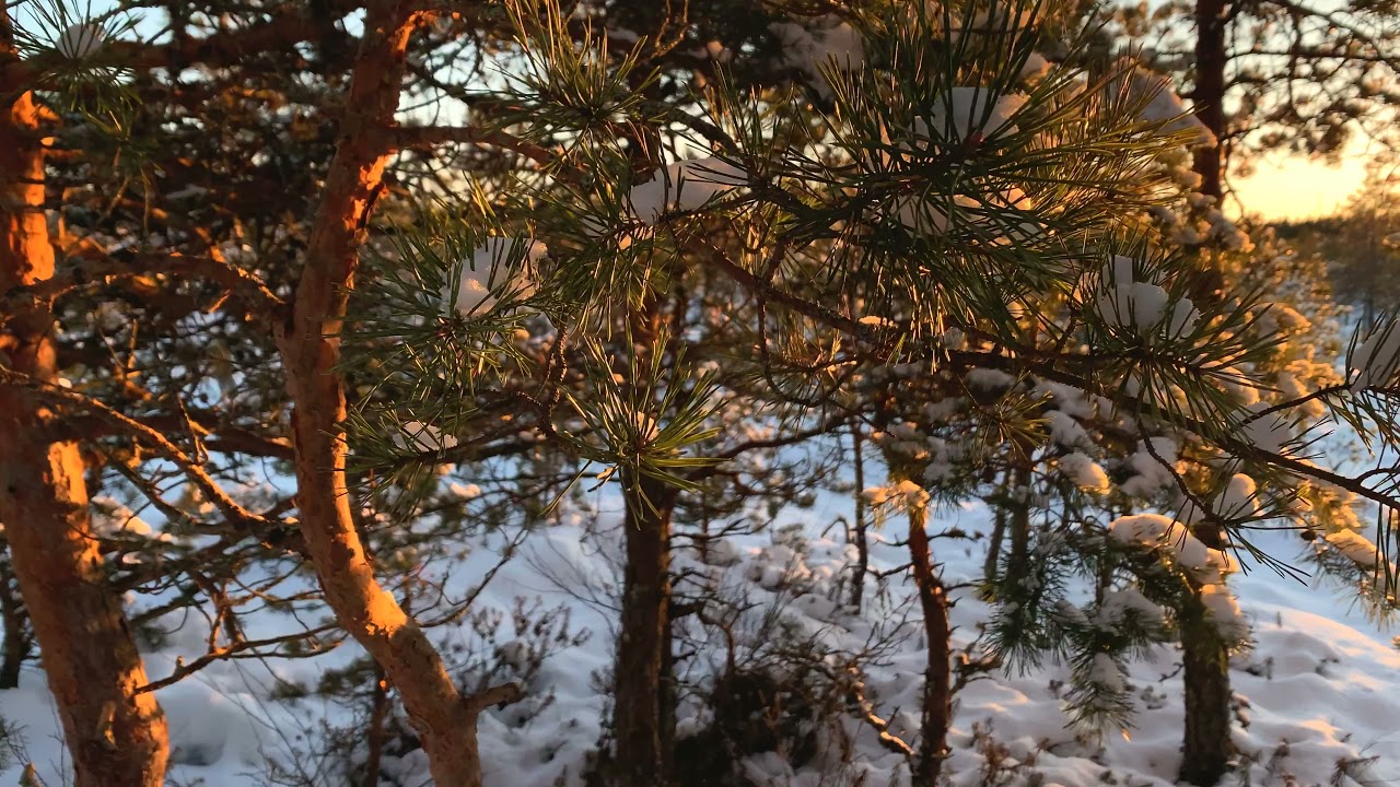Viru raba | Viru bog 01.01.2022 - 4k video. Eesti loodus | Estonian nature.
