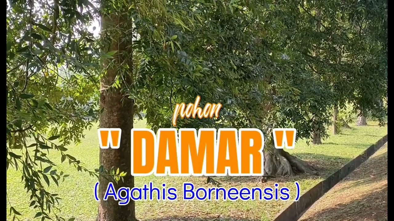 "POHON DAMAR" Bahan baku industri mulai dari plastik sampai industi kosmetik.@Ushter studio.