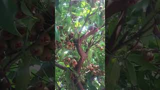 CARA MEMBUAT DALHARI JAMBU AIR PENDEK DENGAN BUAH +28 #buah #memuaskan #pendek #pendek