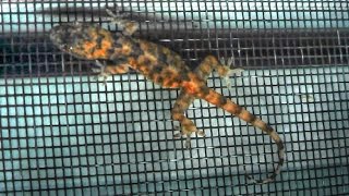 Mediterranean Gecko