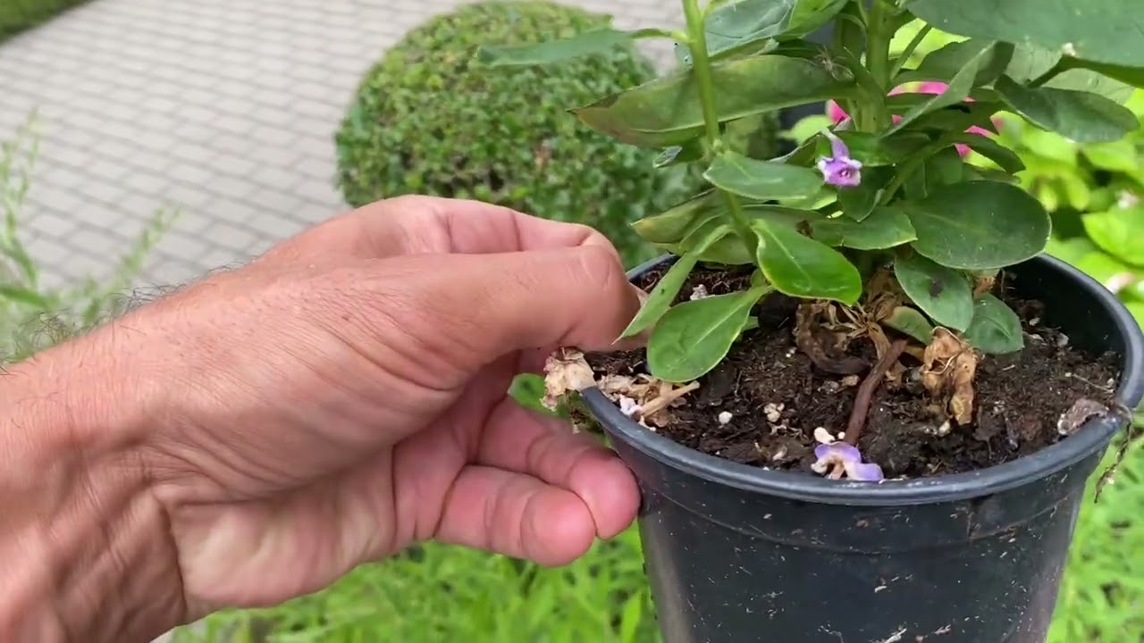 A kertészkedés alapjai. Kertépítés előtti és utáni nagyon nagyon fontos dolgok!