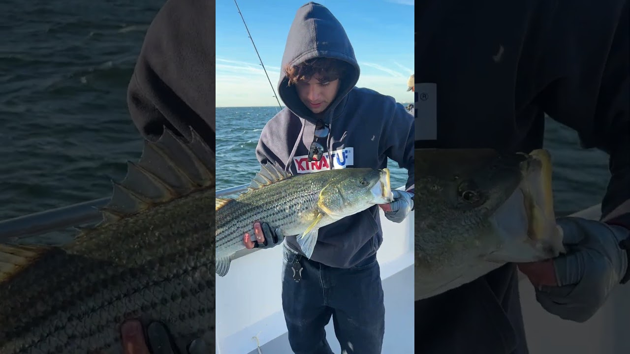 Big New Jersey Striped Bass on Party Boat 