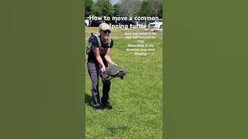 One way to move a snapping turtle