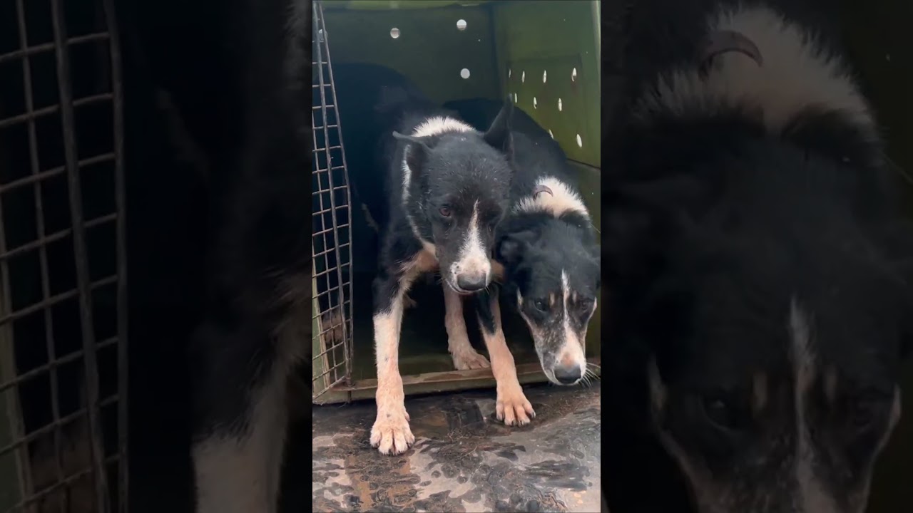 MANEJO LOGO CEDO! 💪 741 Cabeças Sob Controle com Border Collies!