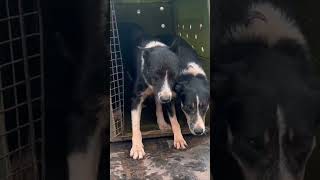 Early Handling 741 Heads Under Control With Border Collies