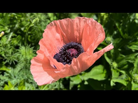 Vídeo: Quan sembrar papaver orientale?